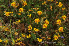 Smithia racemosa